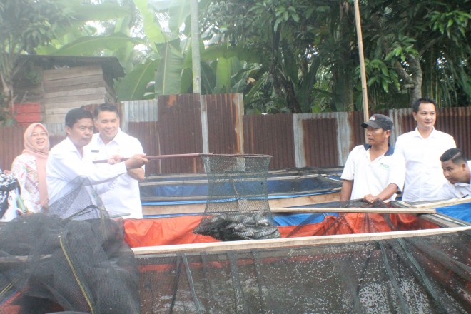Walikota saat panen ikan lele